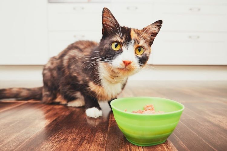 calico-cat-with-food-bowl