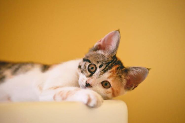 calico-kitten-orange-background