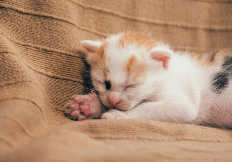 A calico kitten laying on a blanket showing what klinefelter cat kittens look like.