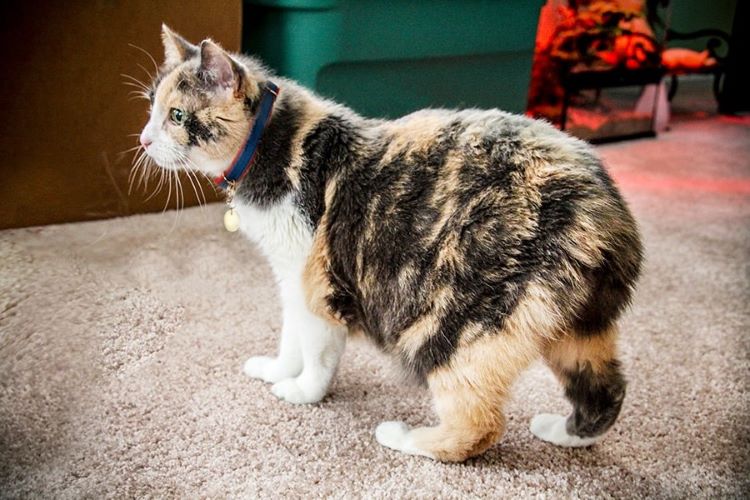 A calico manx cat wearing a collar standing on a carpeted floor.