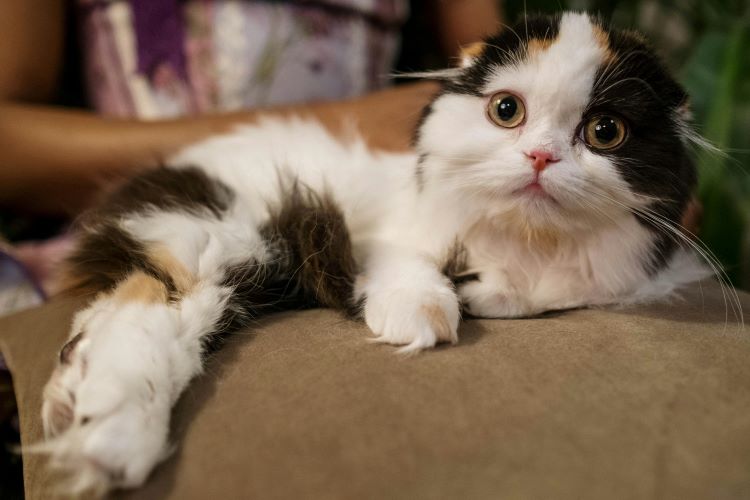 A calico Scottish Fold with long hair lounging and looking forward with big eyes.