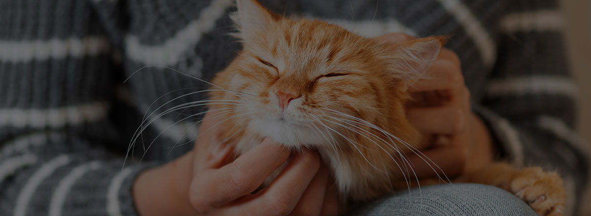 cat-care-orange-cat-fill