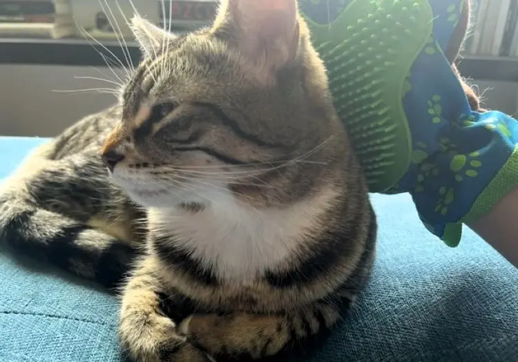 Older cat being stroked with a green and blue pet grooming glove.
