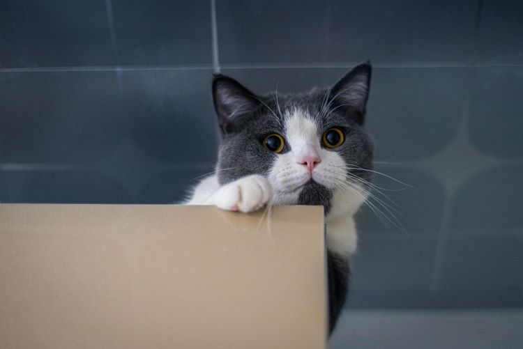 A gray and white cat with a round face and yellow eyes hiding behind a piece of cardboard and looking up.