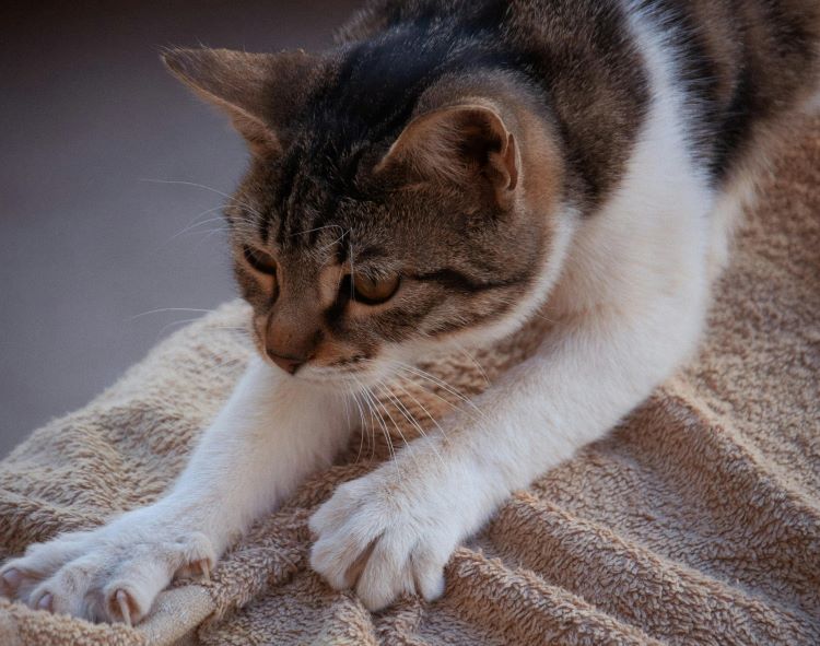 A multicolor cat kneading a beige towel with its paws.