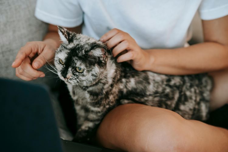 Black and gray mottled cat sitting on pet owner lap while owner points out missing pet statistics on a laptop.