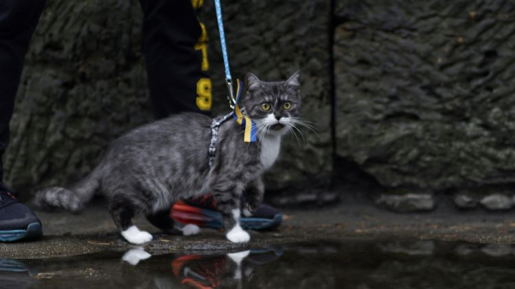 A cat on a leash and harness outdoors standing near a puddle.