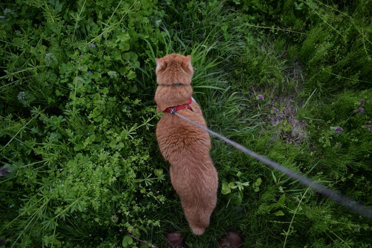 A pet owner's view walking an orange cat in a red harness outdoors on a leash.