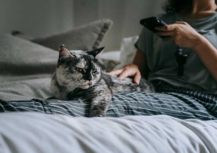 An older cat laying on their human's legs in a bedroom.