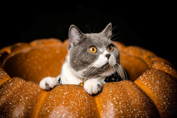 cat-plastic-pumpkin