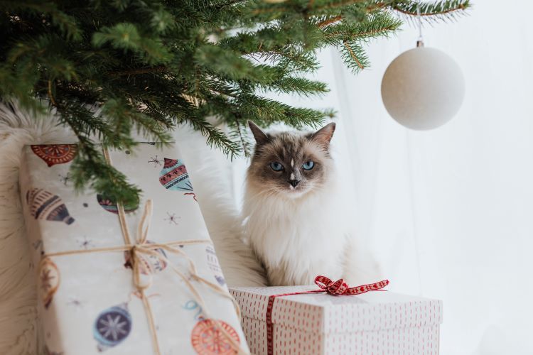 A fluffy cat sitting under a Christmas tree near a large ornament and presents