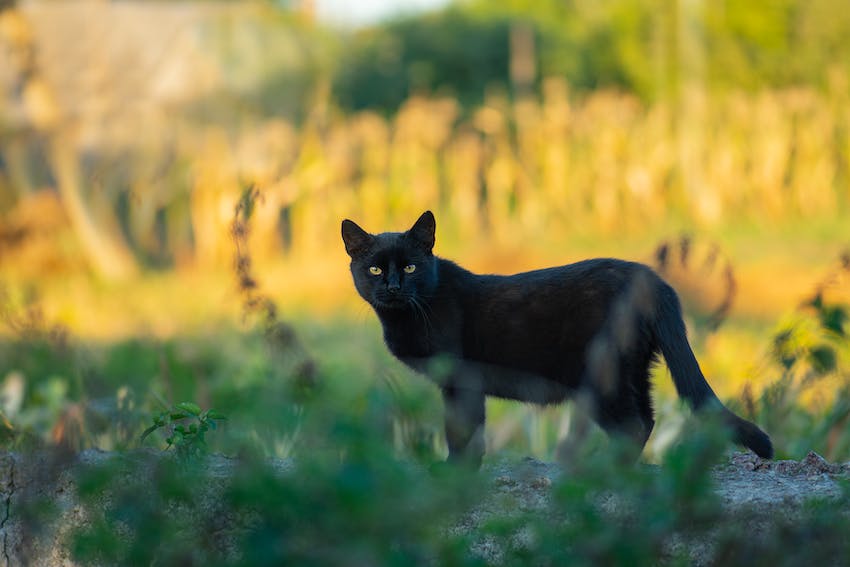 Black cat with a saggy belly standing in a meadow