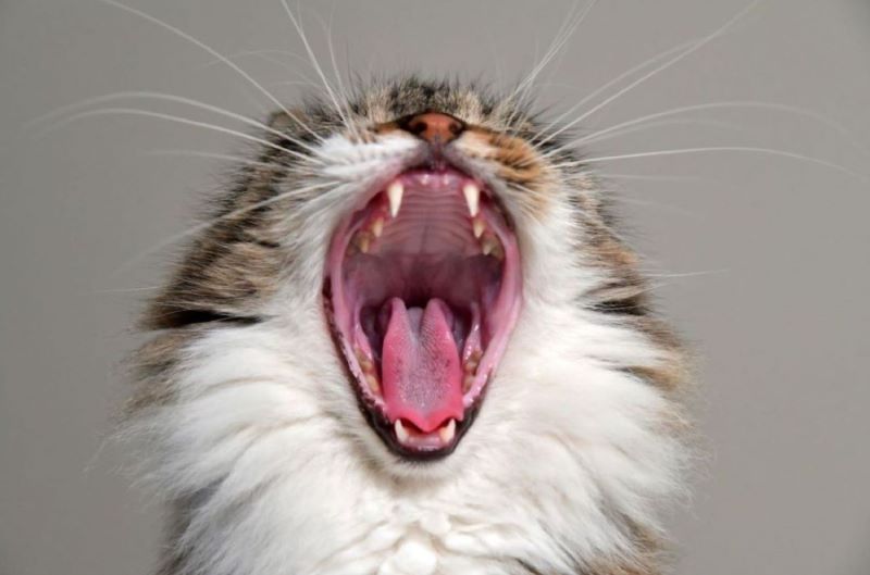 Cat yawning with teeth and gums showing.