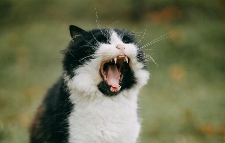 cat-yowling