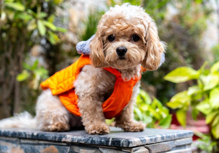 cards What is a Cavapoo? Breed History, Health & Fun Facts