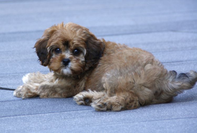 A cute cavapoo dog laying on a gray deck.
