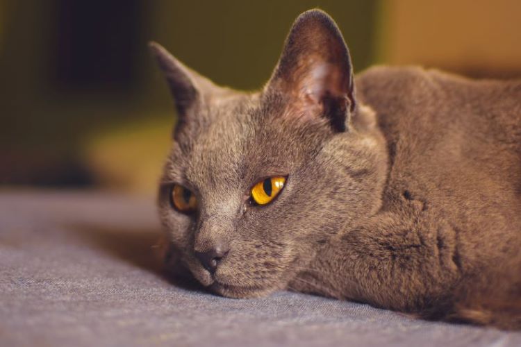 chartreux-cat-laying-smile