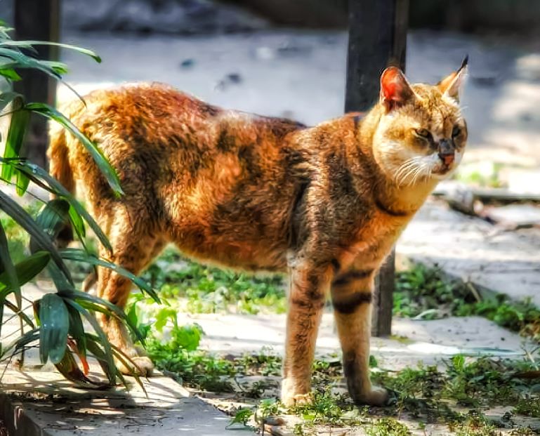 Large Chausie cat outdoors.