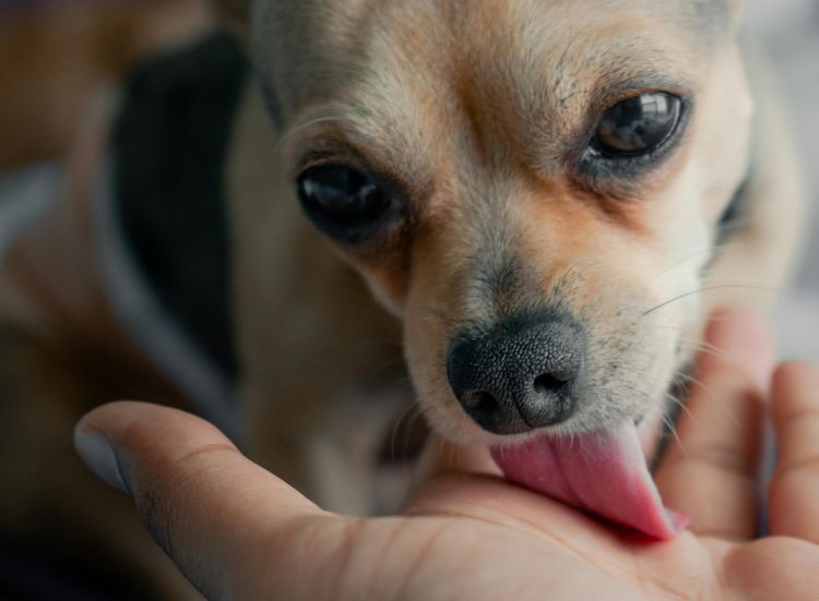 A chihuahua licking a human hand.