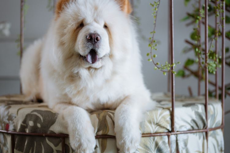 Fluffy white chow chow aggressive dog breed sitting on furniture