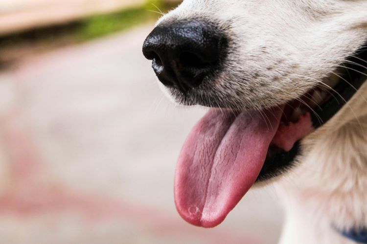 Close up of a healthy dog mouth with pink tongue hanging out.