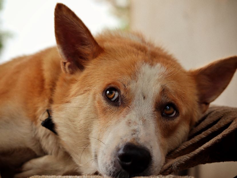 close-up-mixed-corgi-face