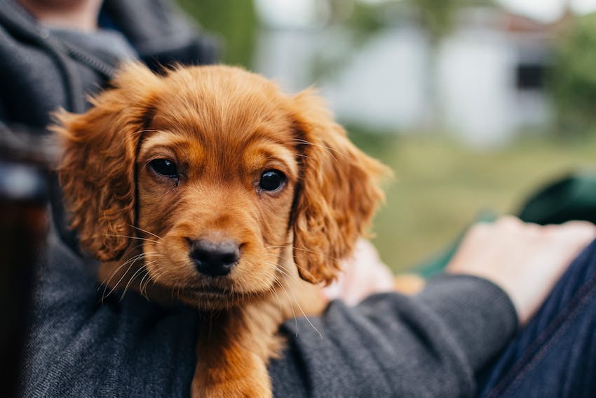 Red Cocker Spaniel puppy being held.
