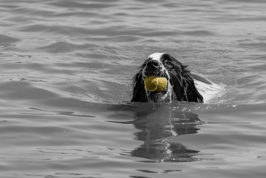 Black and white Cocker Spaniel swimming with a ball in its mouth.