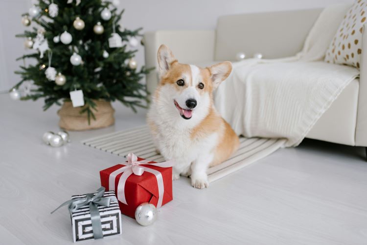 a dog on christmas day with presents