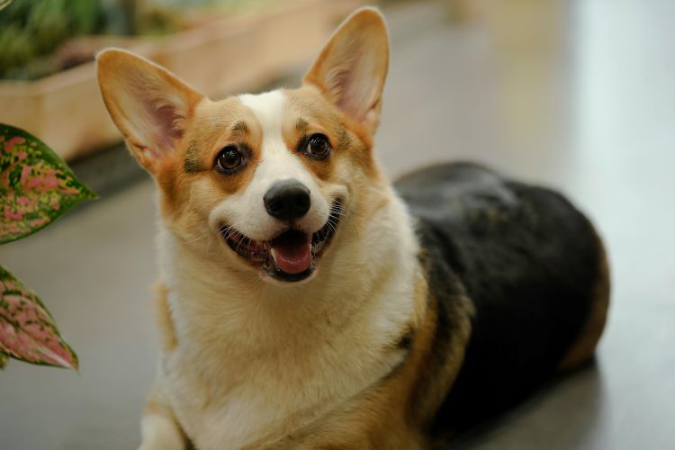 A tri-color welsh corgi with ears perked up lays on a floor looking toward noise.
