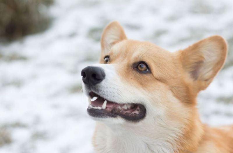 Corgi dog smiling with teeth.