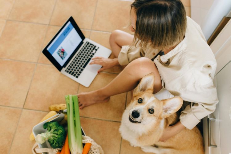 A corgi looking up from floor next to a pet owner shopping for safe pet food and a grocery bag full of safe veggies for dogs.