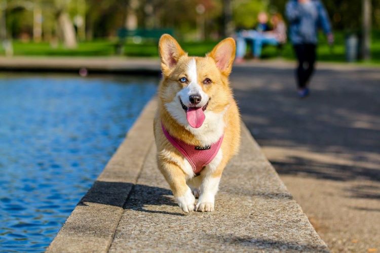 A corgi dog in a harness walking by a pool of water.