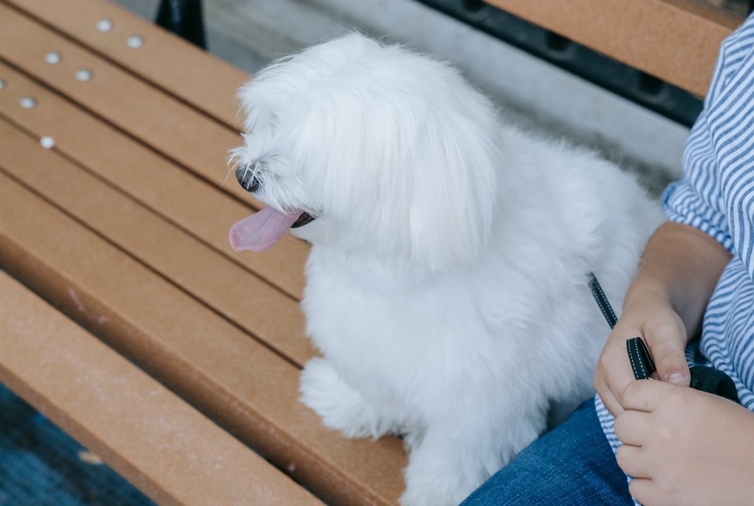 A coton de tulear dog sitting calmly on a bench next to its pet owner