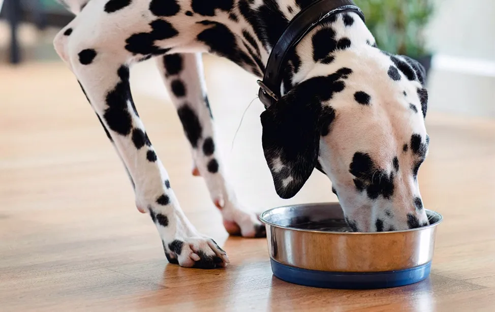 Young Dalmatian drinking out of a stainless steel water bowl on a wood floor.