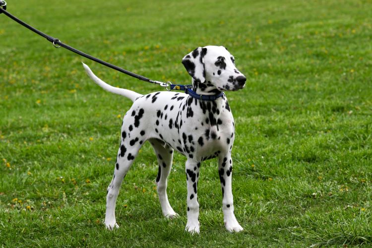 cards A Guide to the Dalmatian Dog Breed