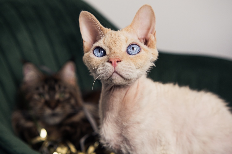 devon rex cat with blue eyes indoors