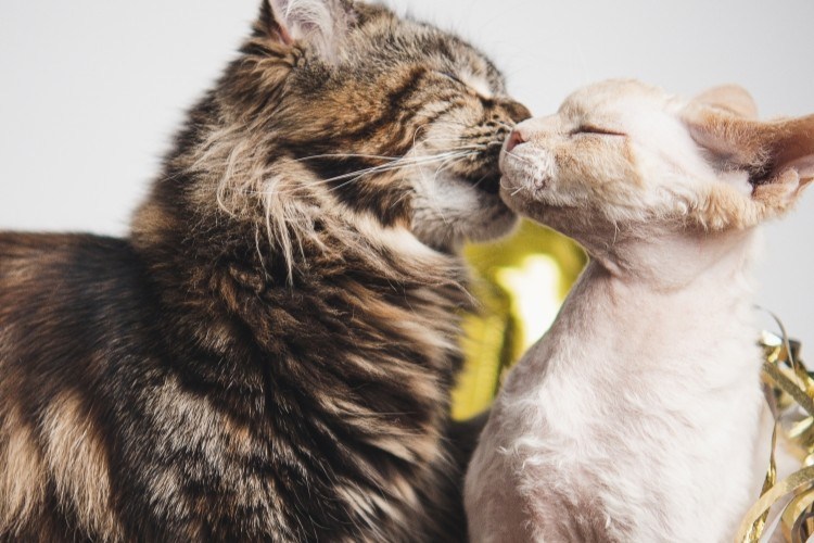 cat grooming another cat
