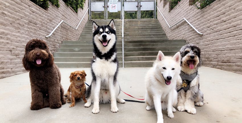 Different sized dogs sitting together.