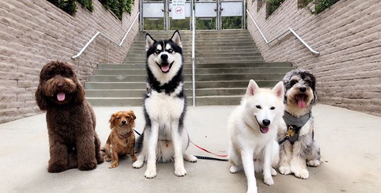 different-dog-sizes-sitting
