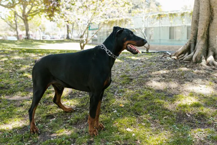 A Doberman Pinscher with uncropped ears stands near a tree wearing a metal collar.