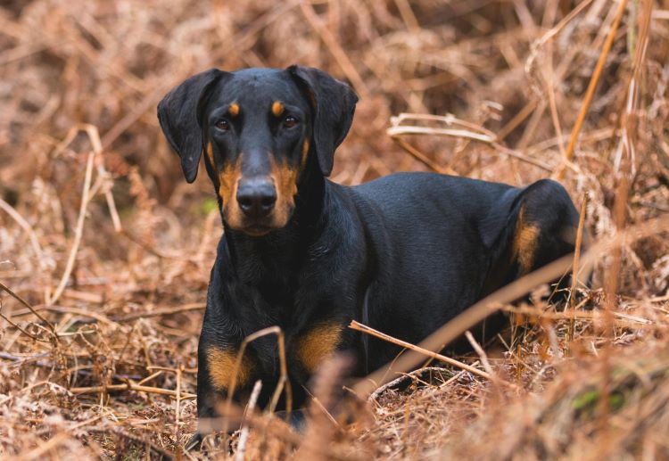 doberman-pinscher-grass