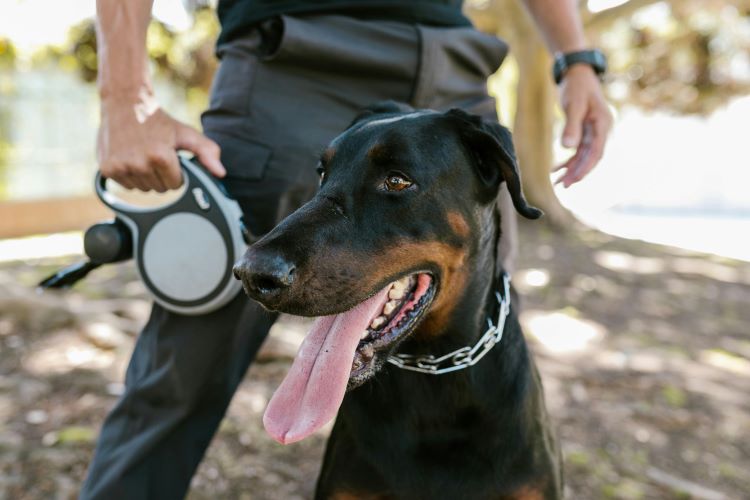 A happy Doberman Pinscher with tongue out on a leash with pet owner behind them.