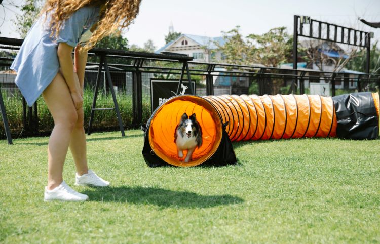 dog-agility-tunnel