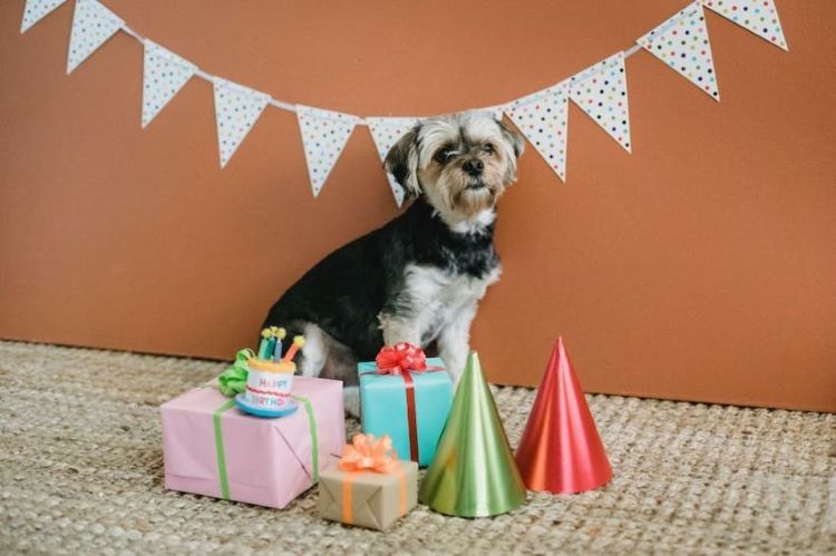dog-at-birthday-party