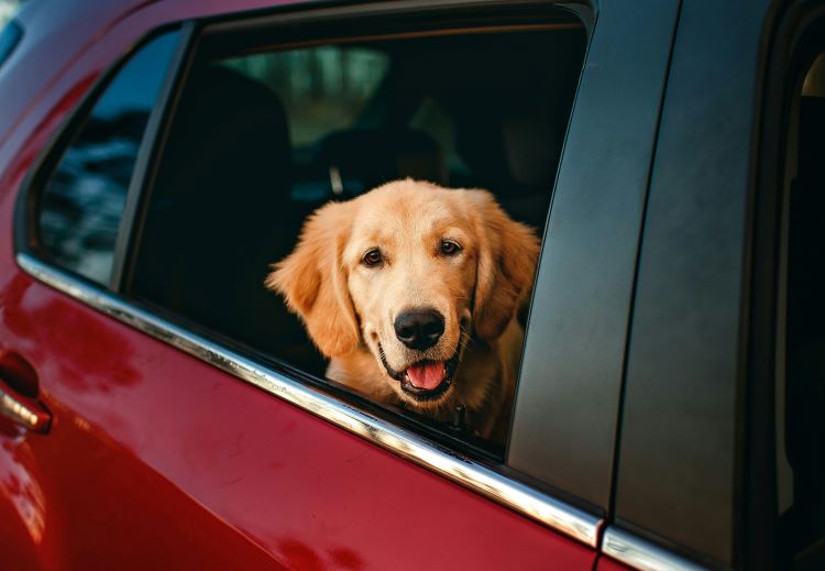 dog-car-window