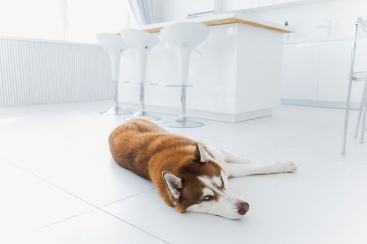 A brown and white husky dog laying on a clean kitchen floor.