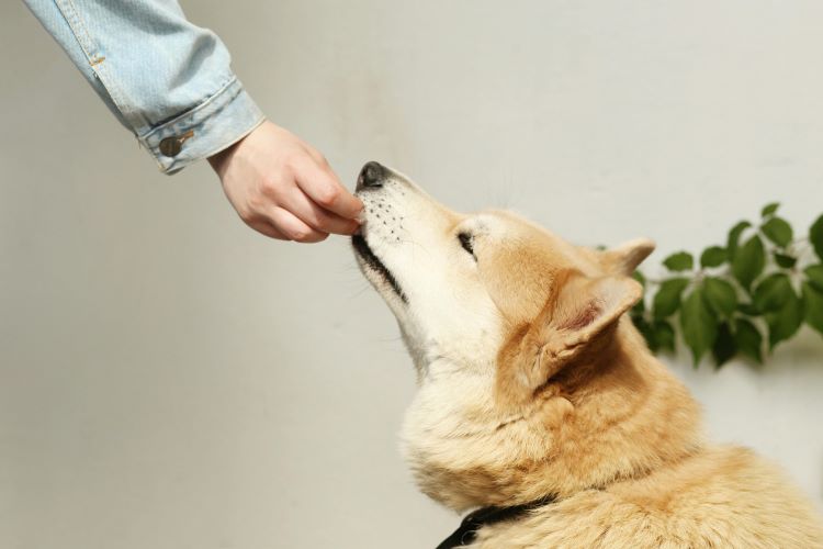 A well-behaved dog sitting and getting a snack from a human hand.