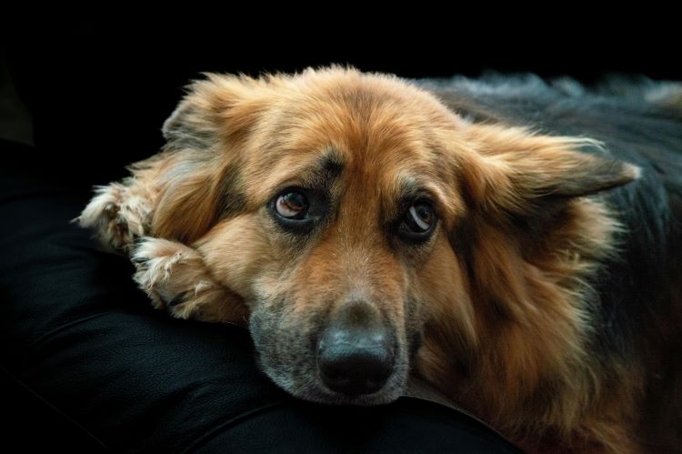 A brown dog laying with their head on their paws looking stressed out.