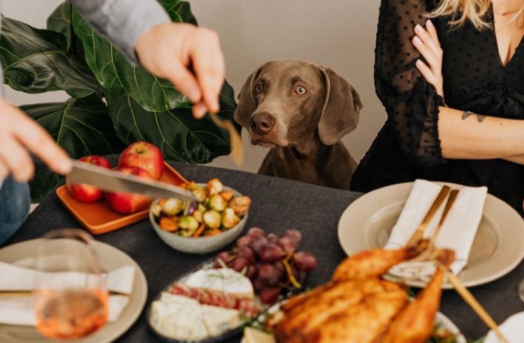 dog-holiday-table-food
